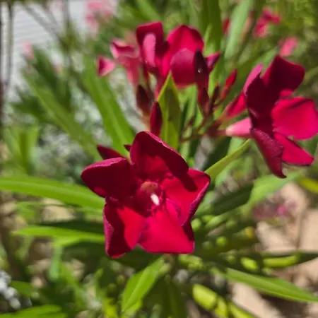 Διαμέρισμα Le Balcon Bleu *